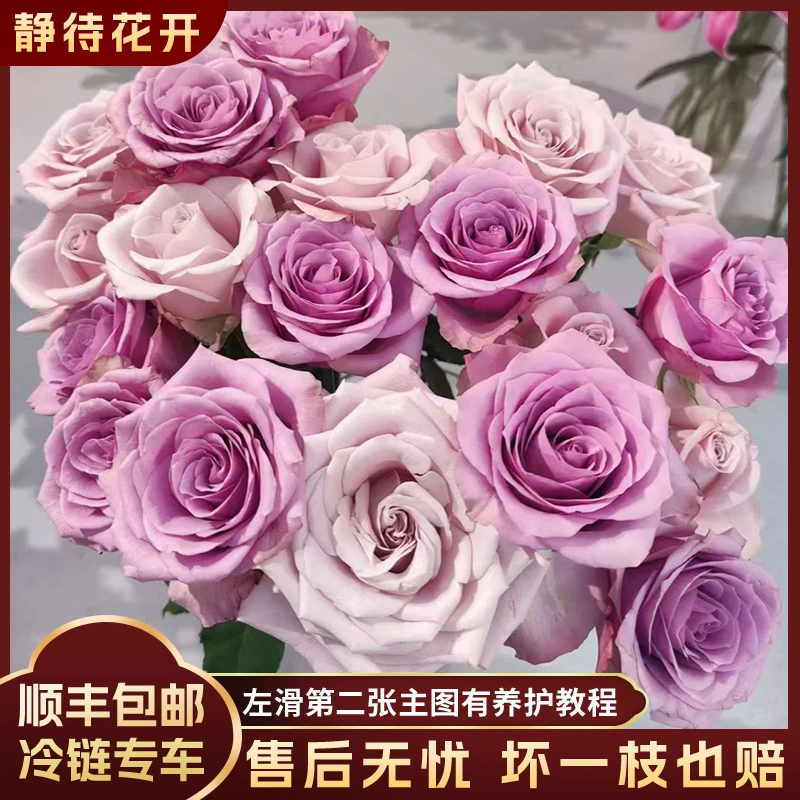 【静待花开】紫霞曼塔-A级单头玫瑰云南鲜花斗南花卉顺丰包邮