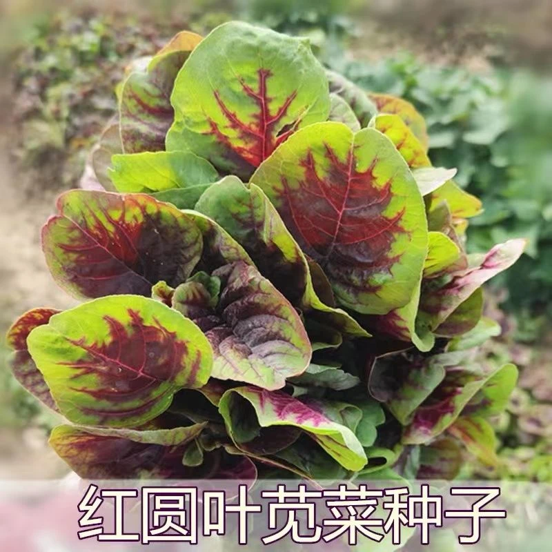 【包邮】红苋菜种子圆叶红柳叶青柳叶苋菜种籽四季播田园菜蔬菜种