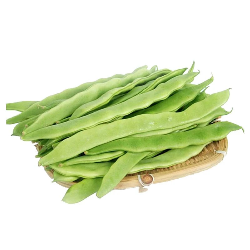地豆王一号豆角种子 无架四季豆菜豆早熟抗病 宽荚肉嫩白莲豆种籽