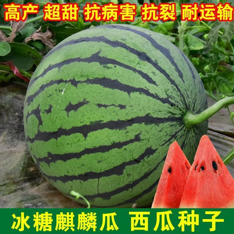 8424麒麟少籽西瓜种子无籽特大高产巨型甜王南方四季蔬菜水果种孑