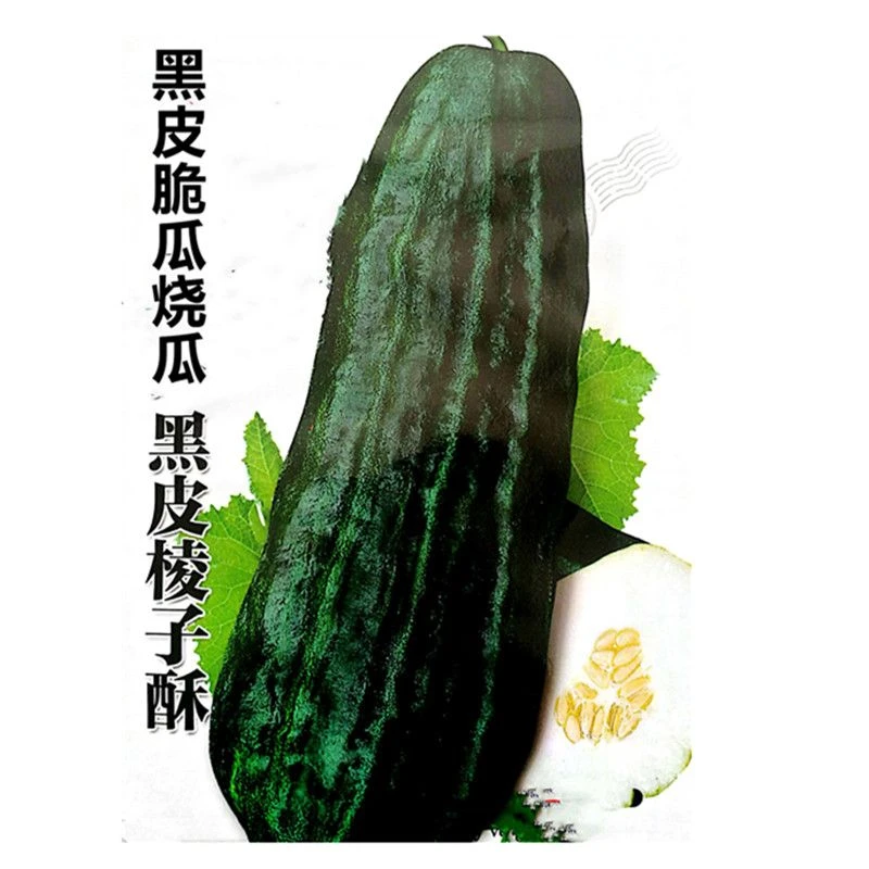 黑皮棱子酥菜瓜种子六棱酥菜瓜品种菜瓜种籽黑皮酥瓜大田水果种子
