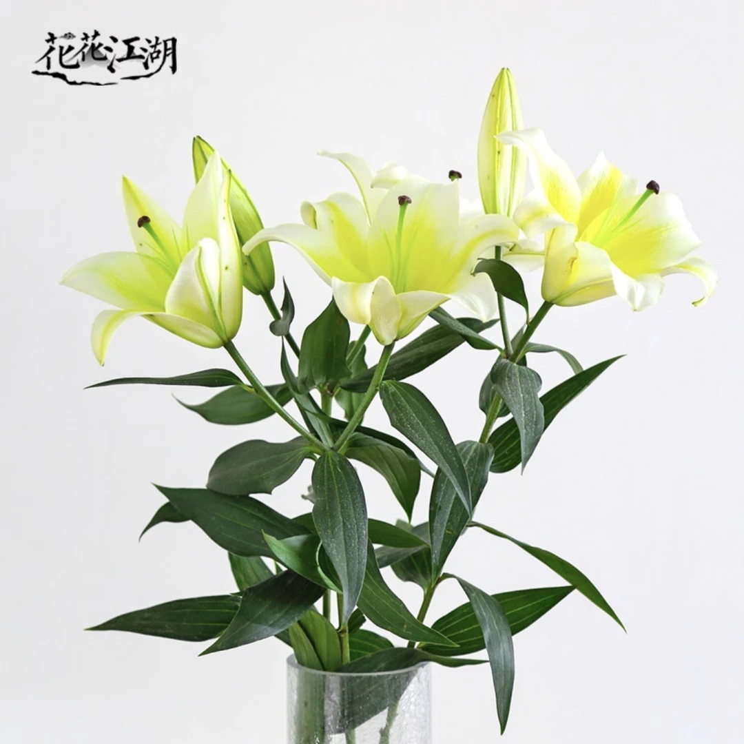 全店满2件包邮黄天霸单瓣香水百合木门黄色百合水养鲜切花云南