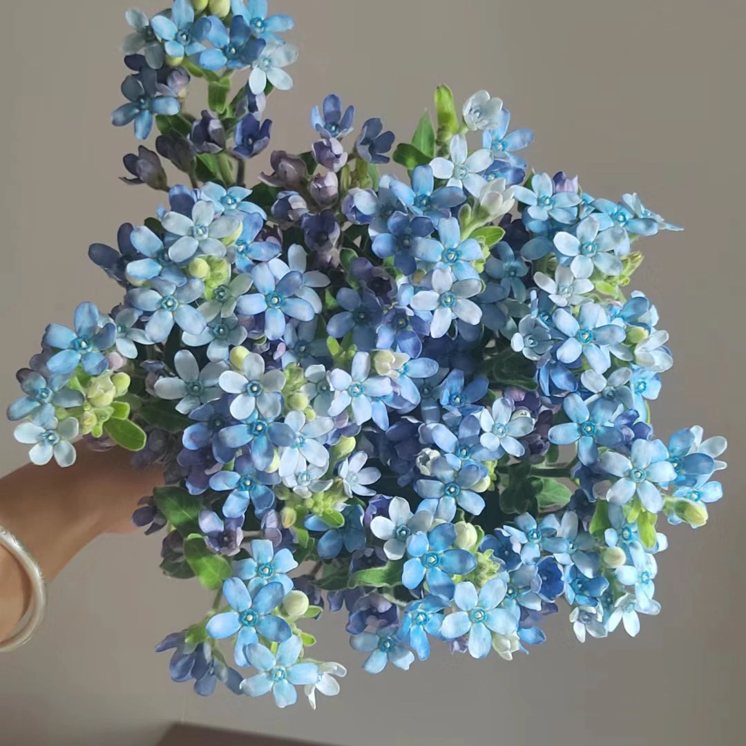 【全店任意两件包邮】配花蓝星花水养鲜花云南昆明鲜切花花束