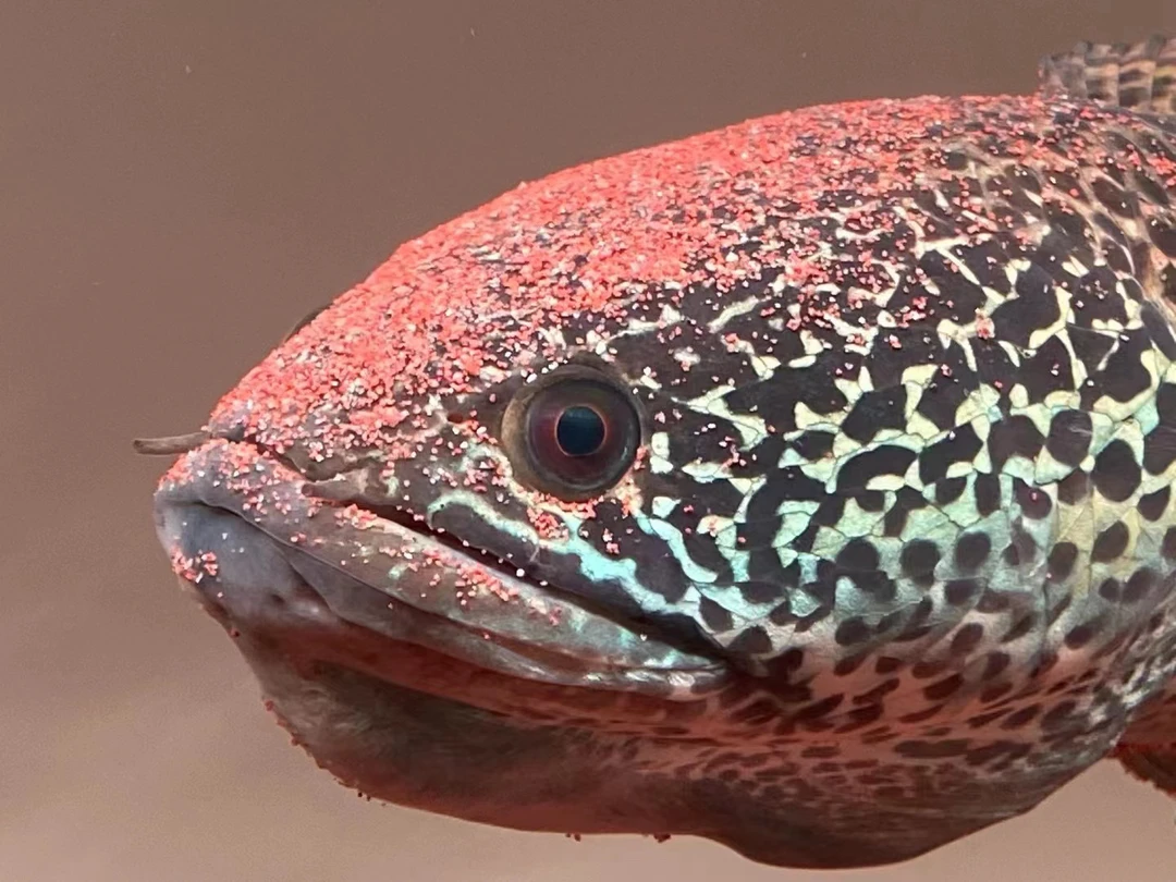 直播间雷龙鱼专拍