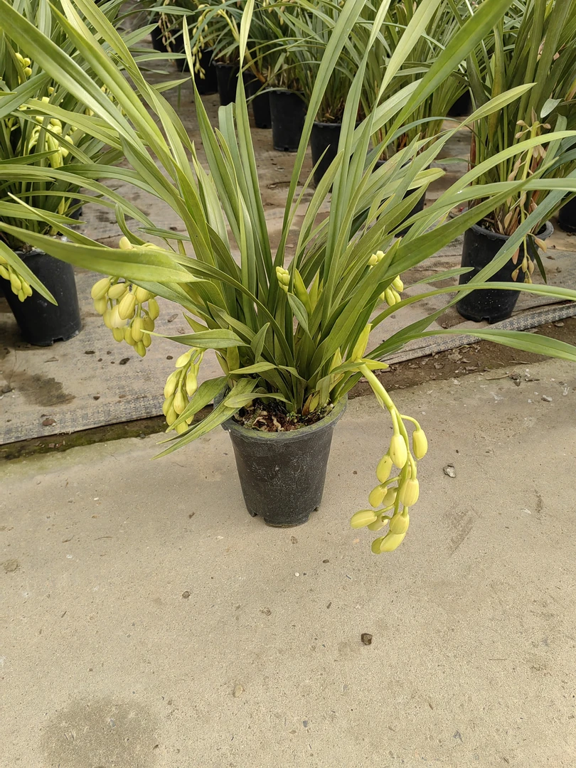 兰花冬天花季长室内花卉黄色大花朵带清香