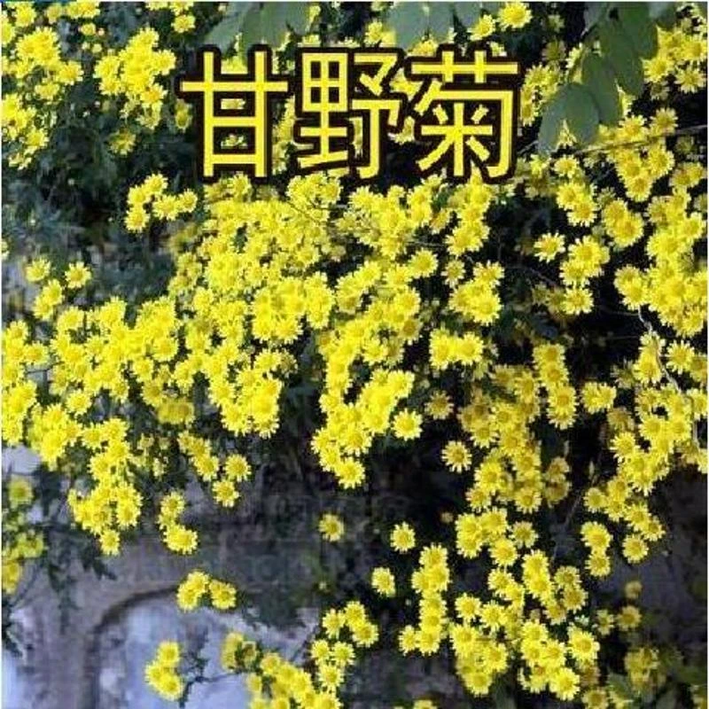 野菊花种子泡茶小菊花野生山菊花甘野菊白色黄色多年生菊花子籽