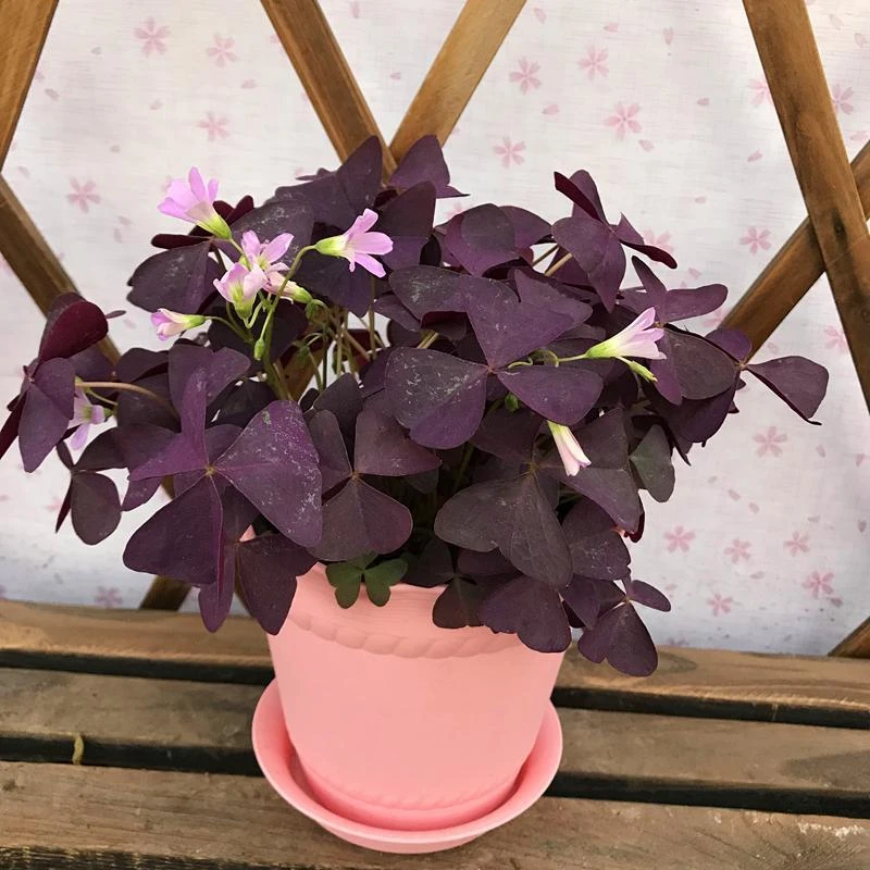 酢浆草种根紫叶幸运草种根花苗花卉四季开花醡浆草蝴蝶三叶草盆栽