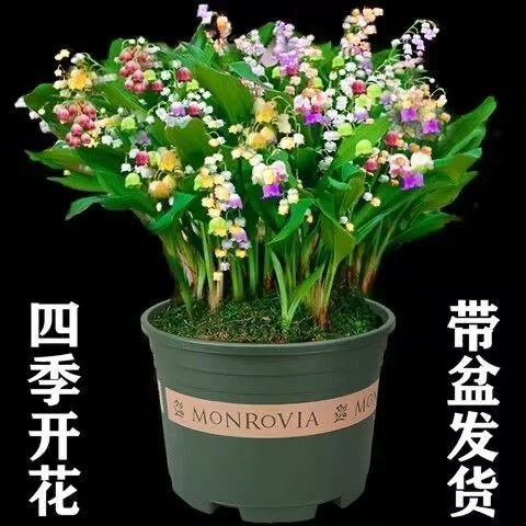 【四季开花】带芽铃兰花根浓香型铃兰盆栽花卉阳台室内耐寒绿植物