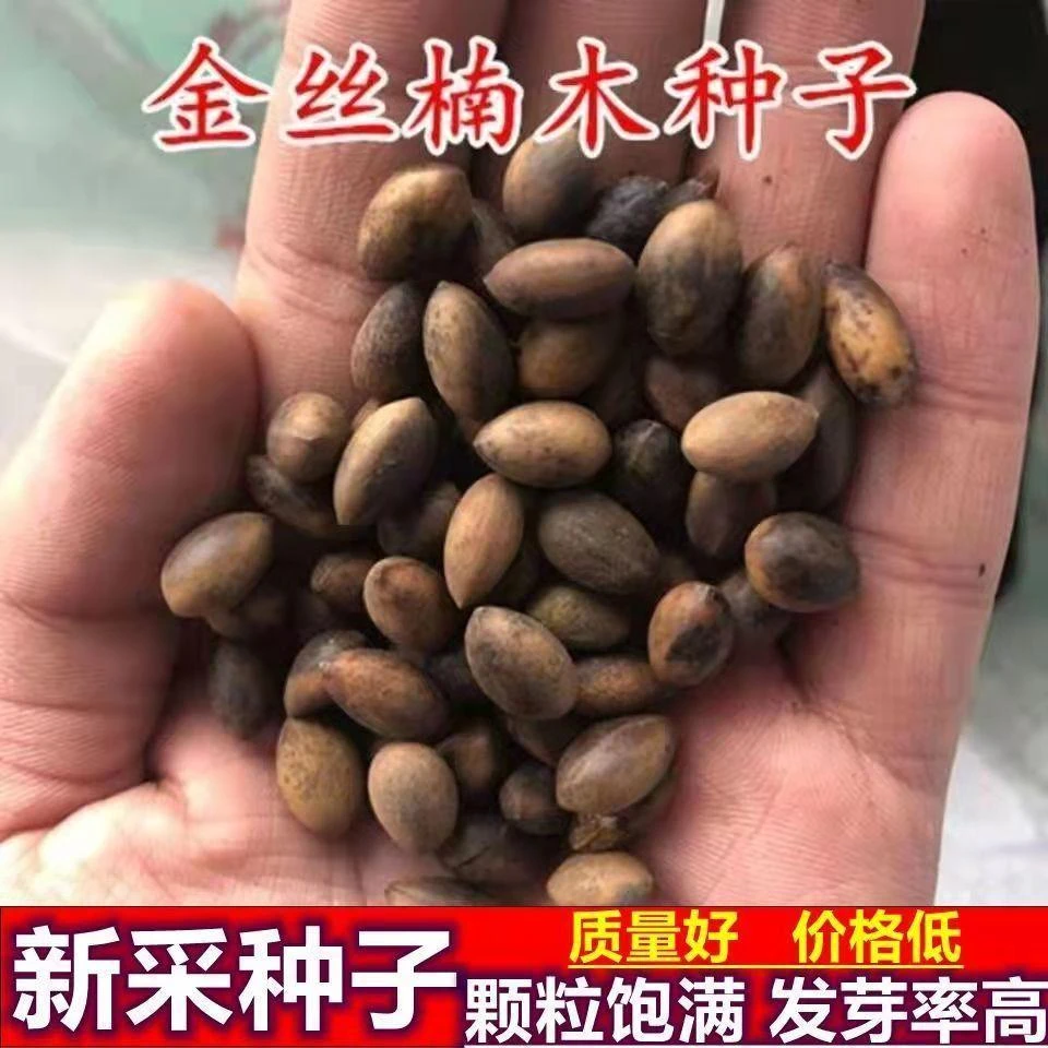 四川金丝楠木种子正宗金丝楠木种子四季山林田间阳台盆栽种子