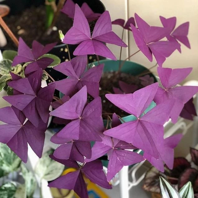 紫叶醡浆草紫色幸运草紫色榨酱草绿叶红花草红花醡浆草三叶草
