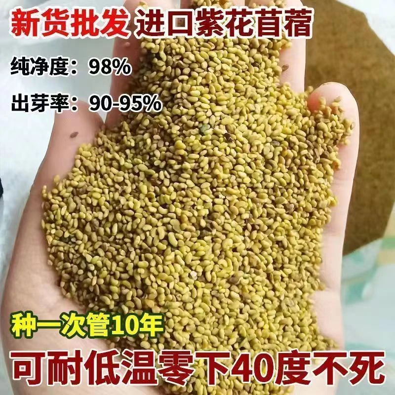 进口紫花苜蓿草种子多年生苜蓿草籽种四季常青牧草鸡鸭鹅牛羊草籽