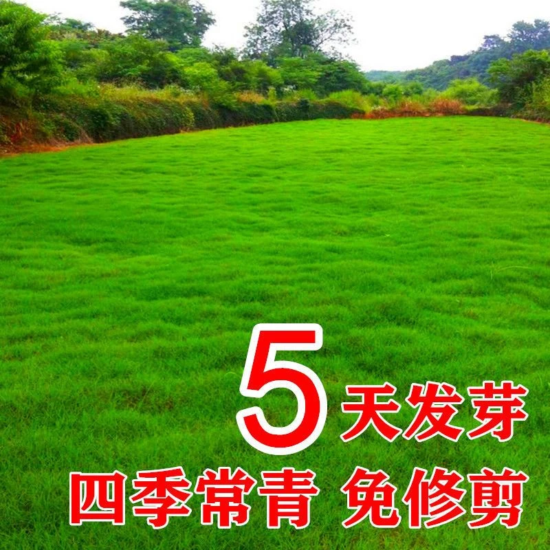 绿化矮生草坪种子免修剪草坪草籽护坡草皮种籽四季庭院耐寒四季青