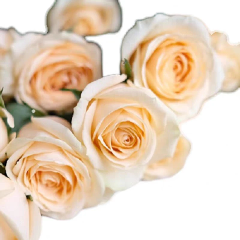 蜜桃雪山月季花苗特大花浓香开花奶黄色四季盆栽花卉植物玫瑰庭院