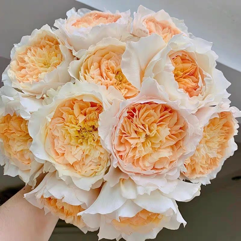 艾菲超新品奥斯汀切花月季玫瑰花苗扦插苗大花浓香四季开抗病室内