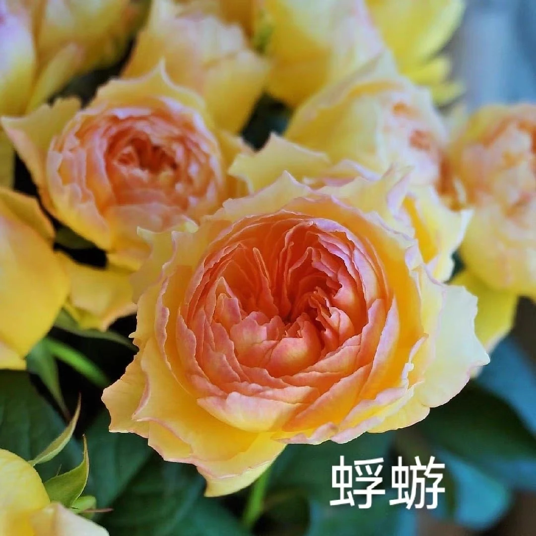 蜉蝣月季花苗新品阳炎切花玫瑰月季大花浓香灌木庭院阳台四季开花