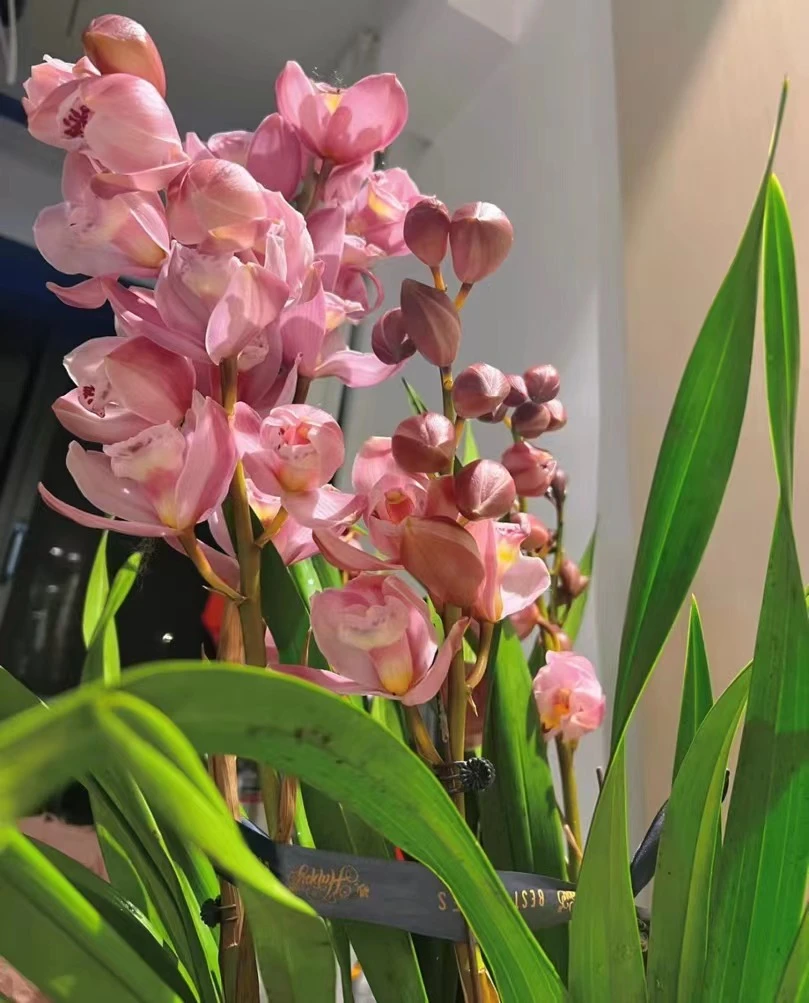 【福星】标准型大花蕙兰，年宵花四季好养活室内盆栽