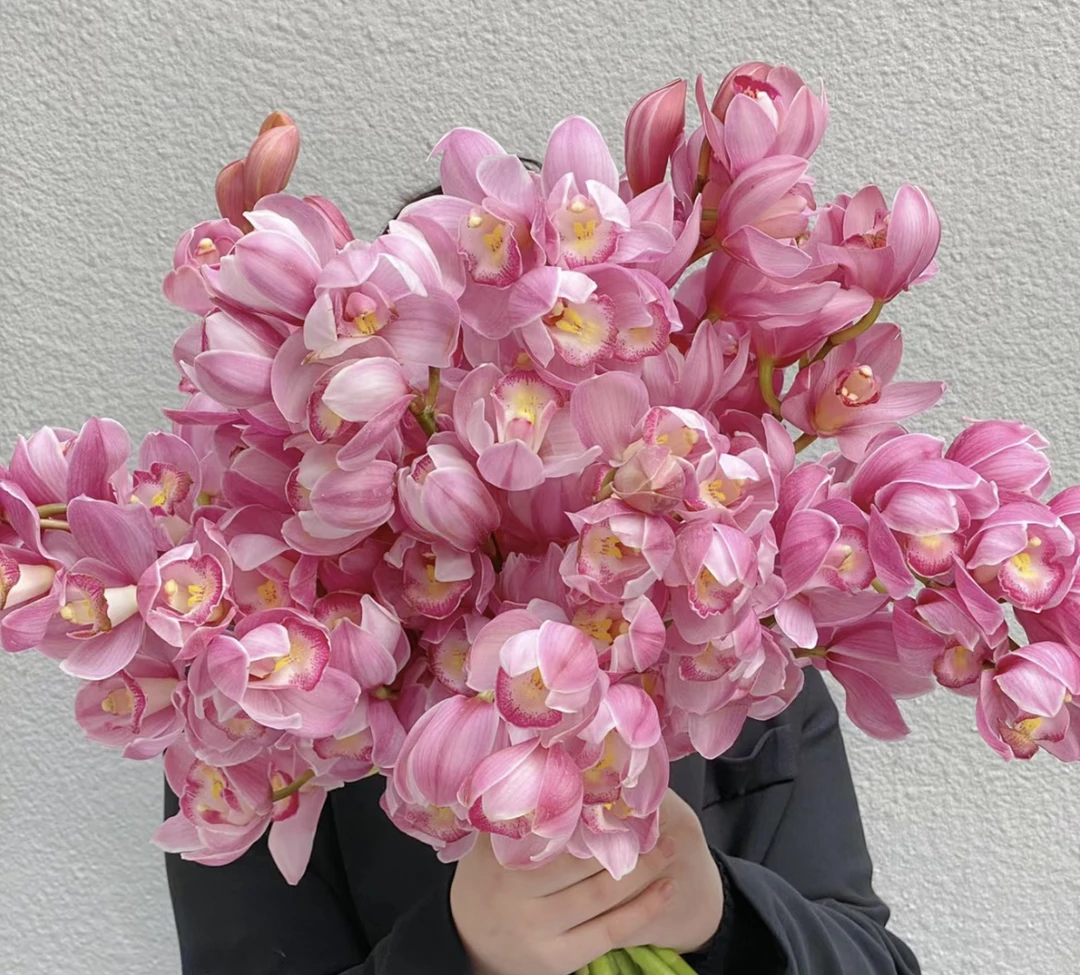 【粉色日记】标准型大花蕙兰，年宵花四季好养活室内盆栽