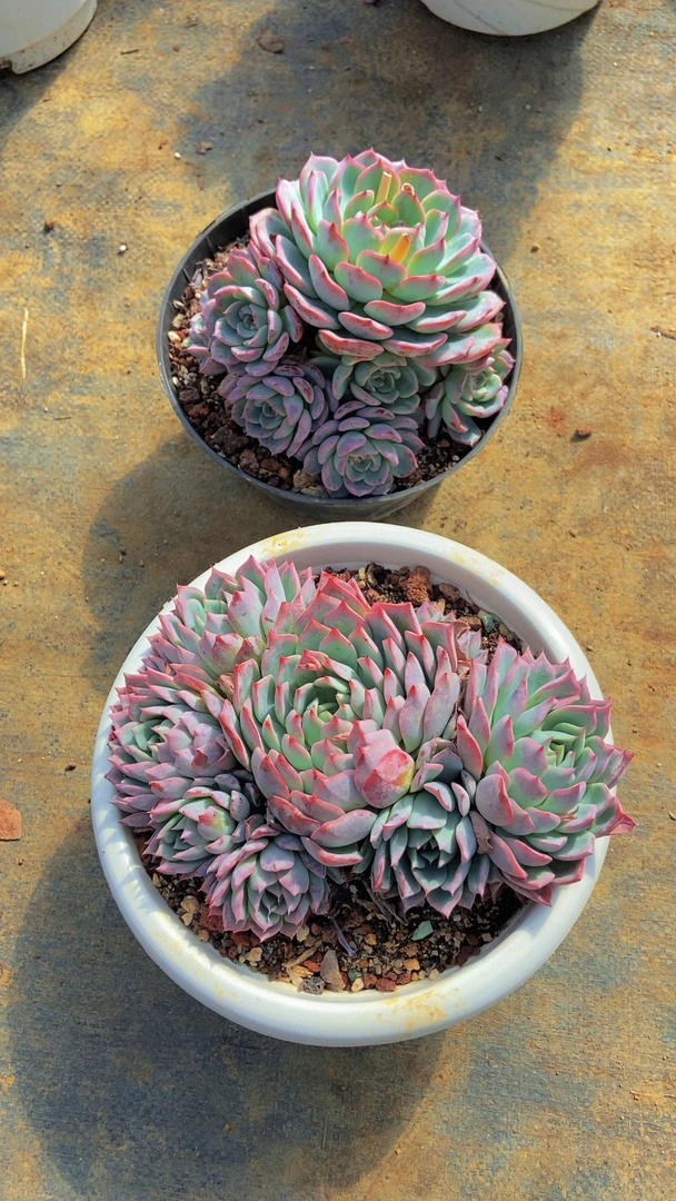 杂交整装无砍多肉