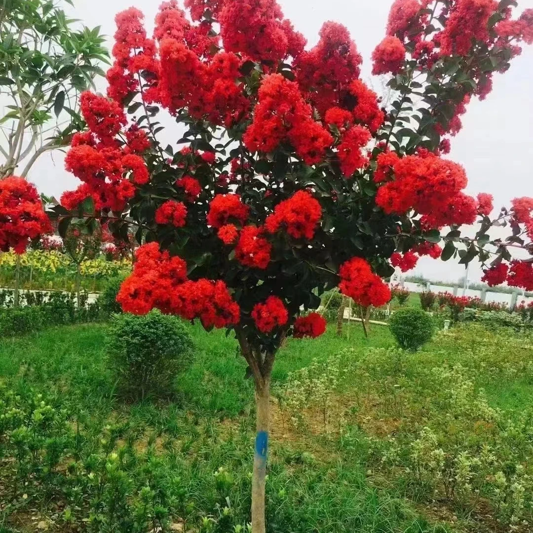 丛生紫薇树苗庭院种植大型紫薇花盆栽美国红火箭绿化风景树苗耐寒
