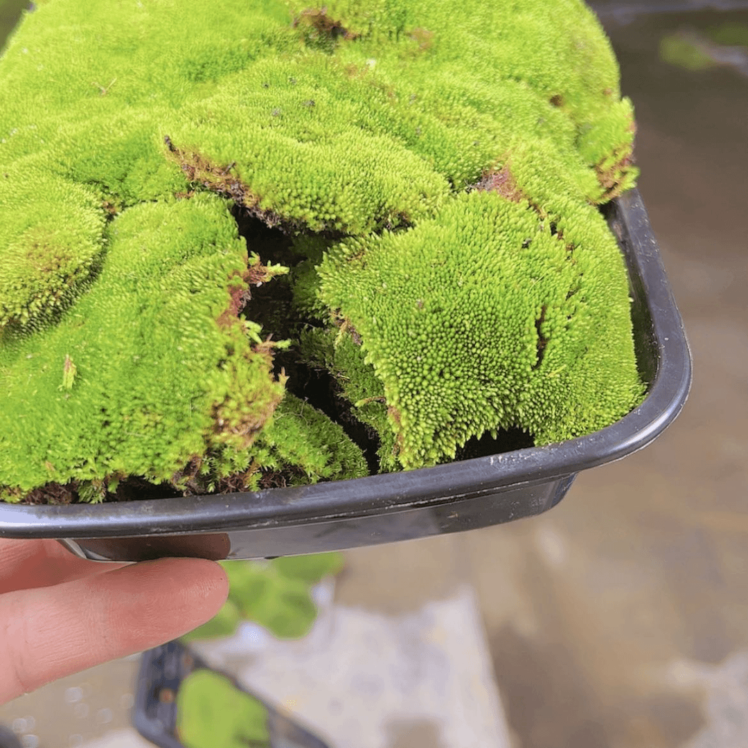 【闪购商品】多多苔藓