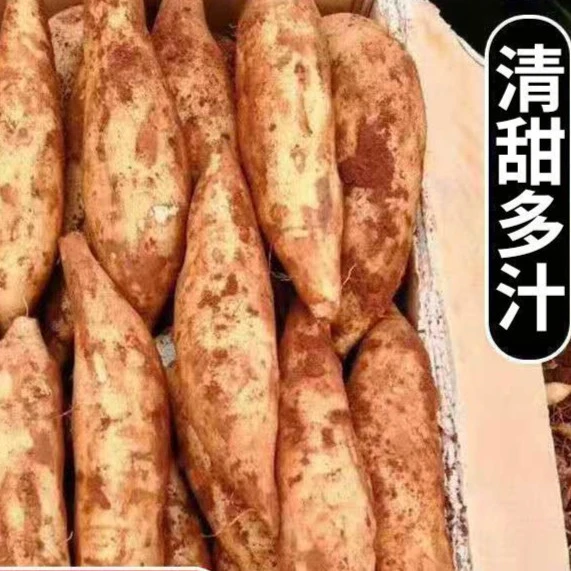云南天山雪莲果天5斤8斤孕妇新鲜黄心中大果高山应季水果清甜多汁