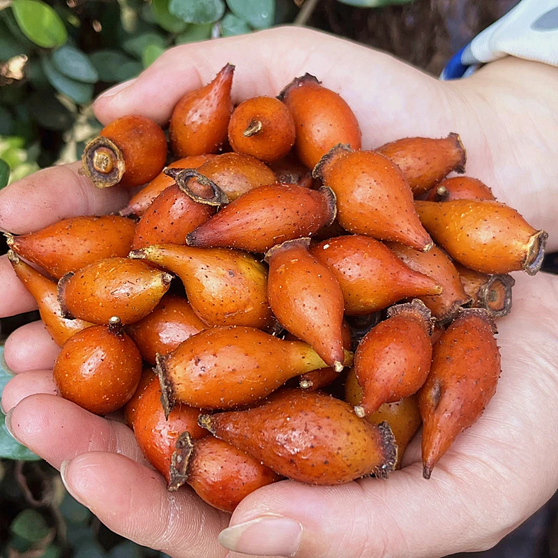 金樱子湖南新鲜金樱子刺果子糖罐子3斤5斤正品金樱子果枸杞泡酒