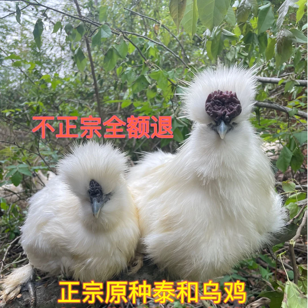 江西   正宗林下散养泰和乌鸡  小  吃肉喝汤 口感鲜美 顺丰包邮