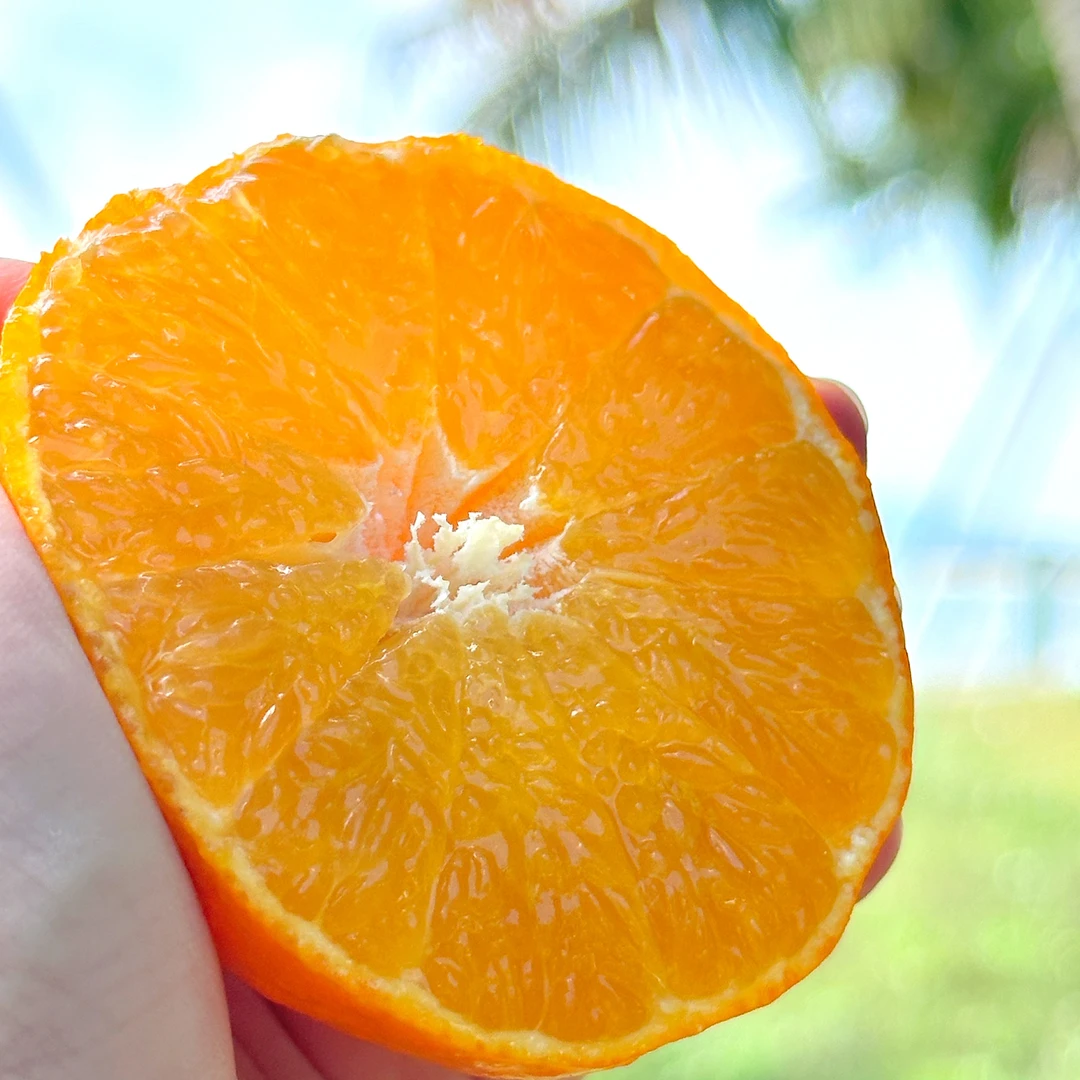 甜度高象山红美人爱媛28小日子原株果肉细嫩化渣好风味浓郁