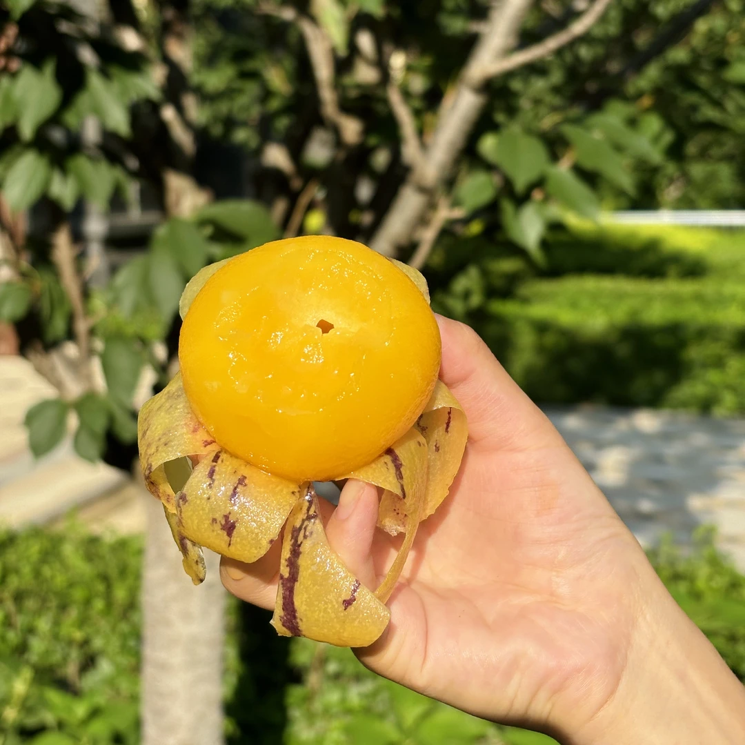 云南人参果纯甜爆汁自然完熟内质紧实水润清香清甜皮薄多汁