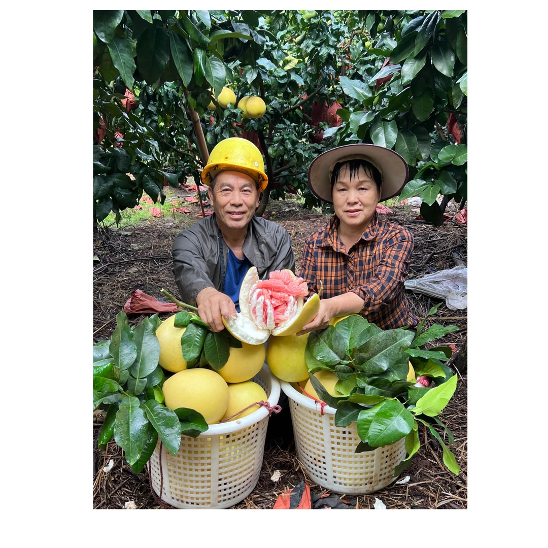 梅州松口红心蜜柚新鲜应季水果梅州原产地直发