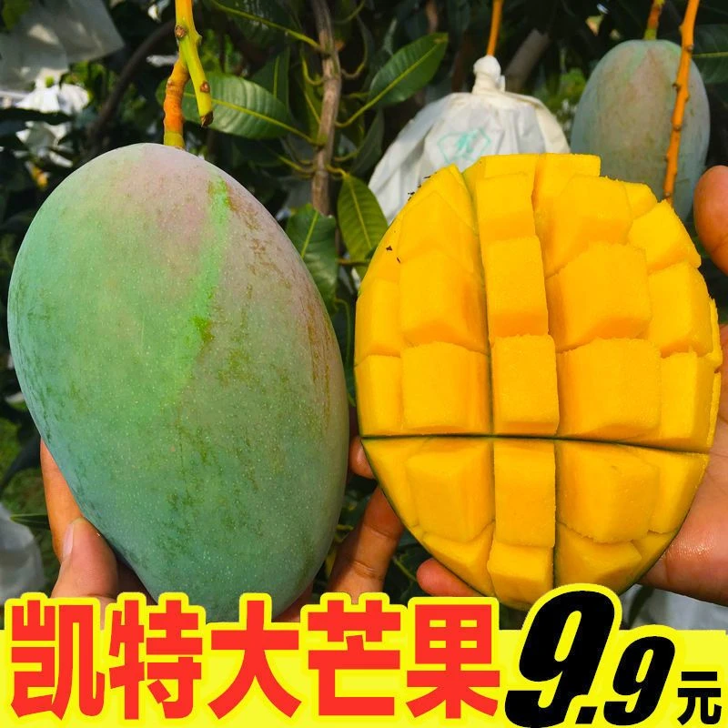 【放软了吃】攀枝花凯特芒果大青芒果甜热带新鲜水果带箱5/10斤