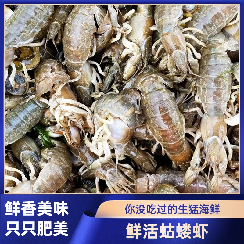 3斤包邮泸沽虾虾猴子蝼蛄虾海虾大虾带黄鲜活虾黄卢沟虾钓虾
