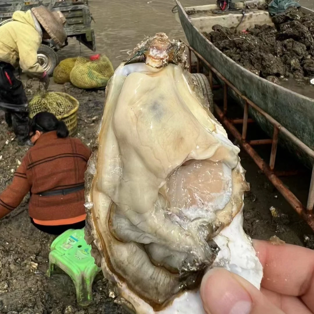 湛江黄金生蚝5斤装，当天现捞鲜活发货坏了包赔，实现烤生蚝自由