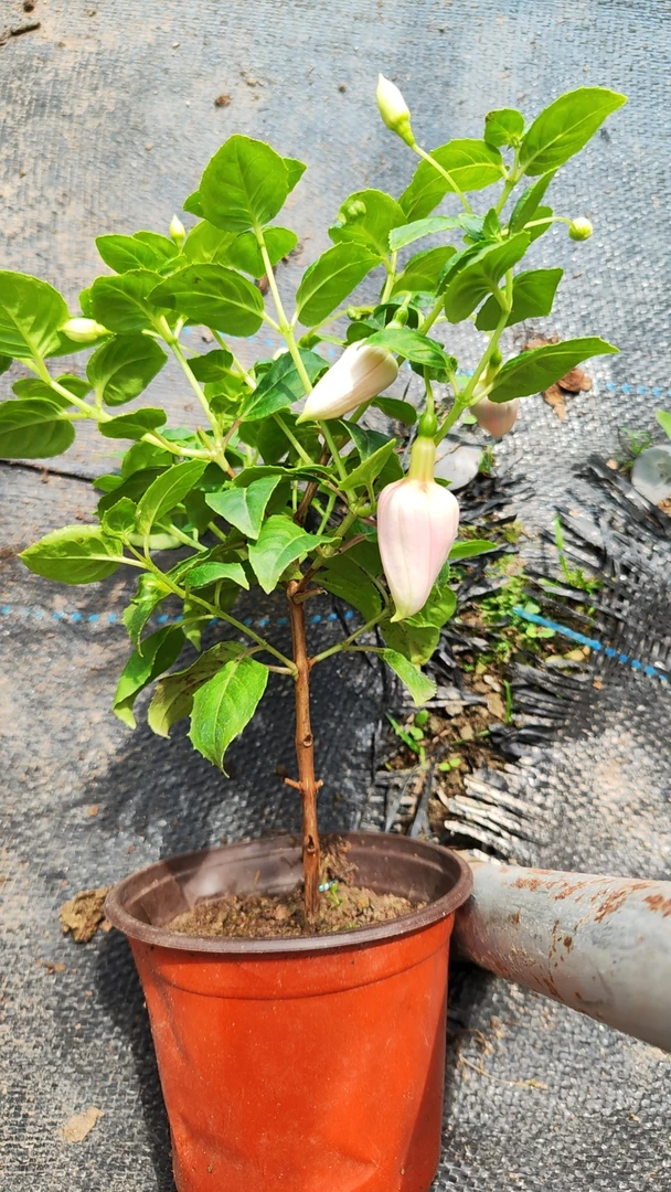 1盆灯笼花中苗盆栽