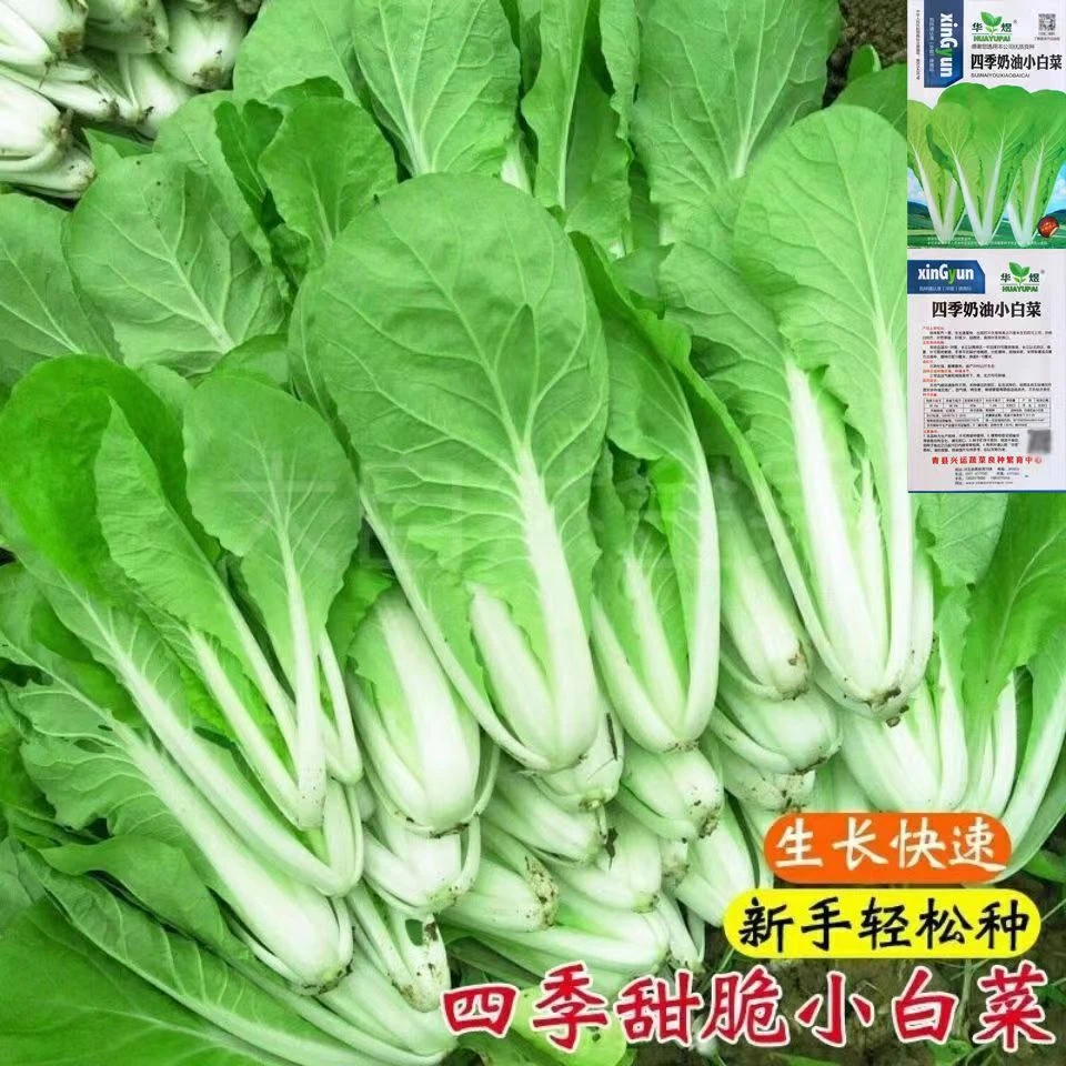 四季奶油小白菜种子春季小白菜种孑蔬菜盆栽菜籽种大全农家苗秧
