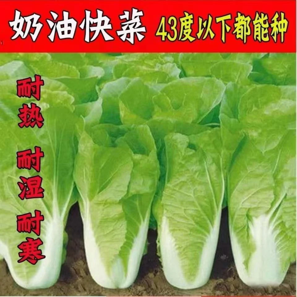 快菜种子20天成熟四季速生耐热耐湿蔬菜种子大小白菜种子杂交种子