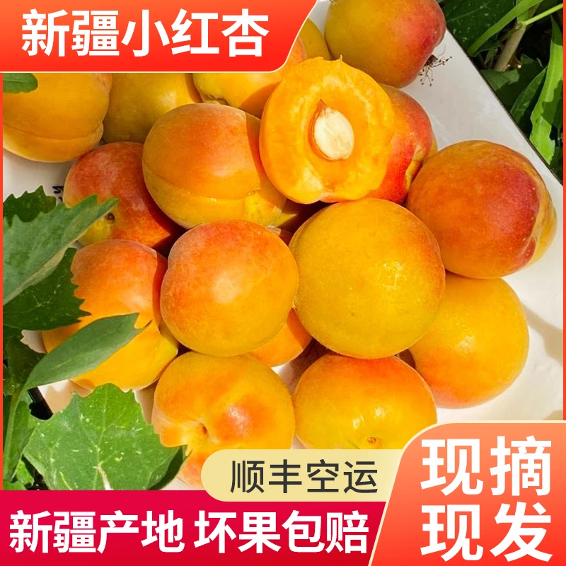 新疆头茬小红杏吊干杏鲜杏软糯香甜现摘现发应季产地发顺丰包邮