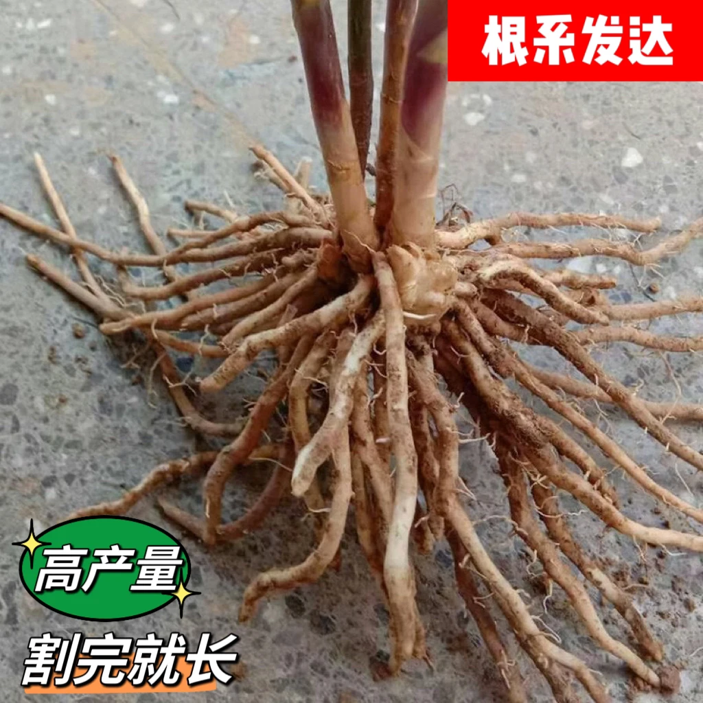 【成活率高】芦笋根苗四季多年生长种植种苗阳台盆栽绿植家庭蔬菜苗