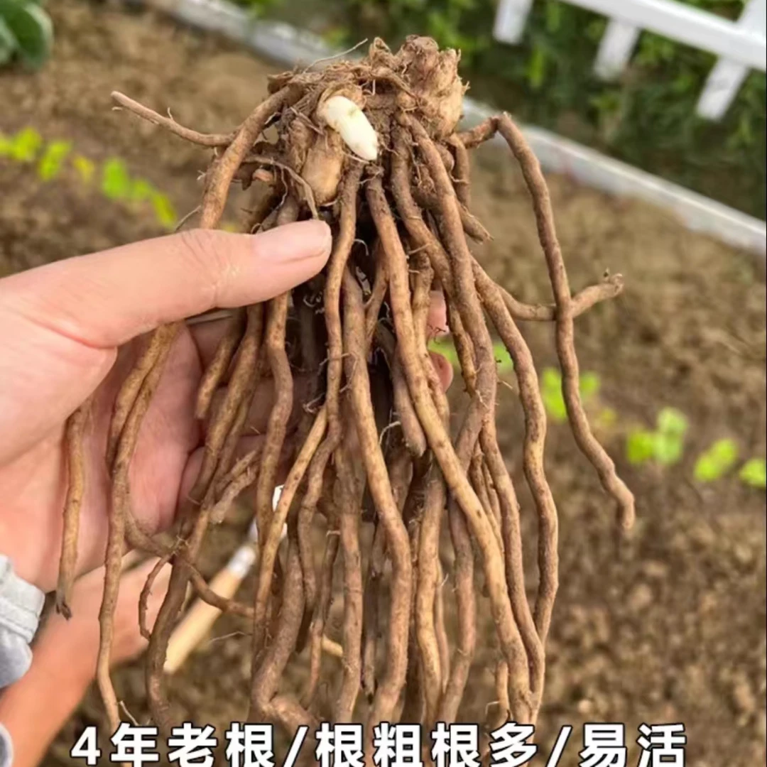 多年生芦笋苗绿色蔬菜芦笋种苗四季种植家庭盆栽大田老根现挖现发
