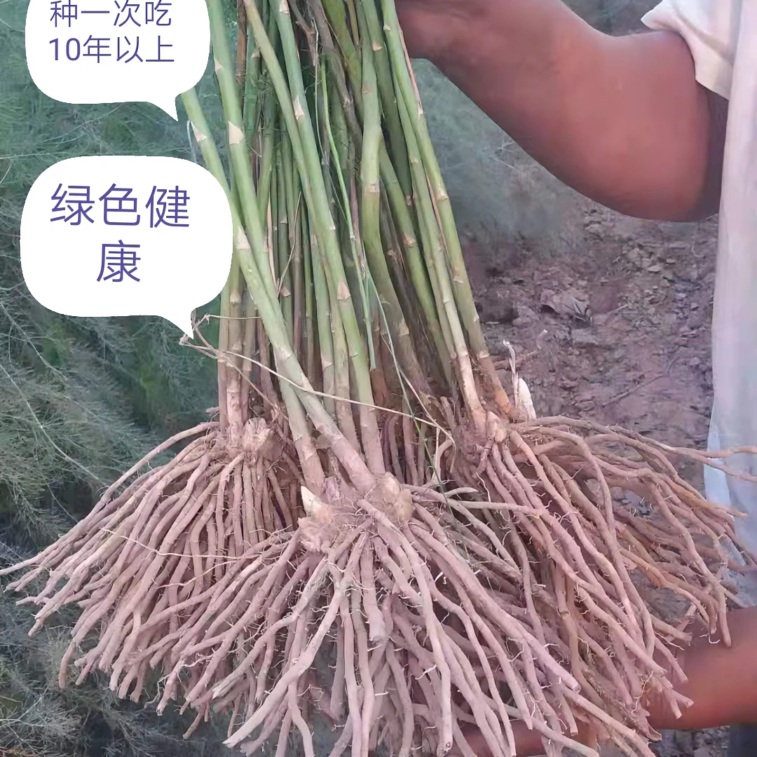 四季芦笋苗耐寒耐热多年生芦笋根苗家庭阳台盆栽种植芦笋蔬菜根苗