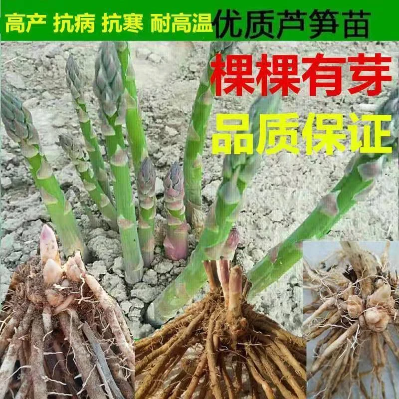 绿色芦笋苗高成活四季种植耐寒多年生家庭阳台盆栽蔬菜苗根苗现挖