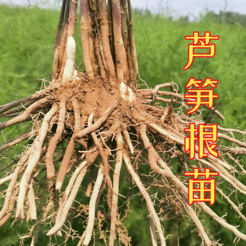 【易活】芦笋种苗高成活耐寒四季多年生长裸根种植现挖发货蔬菜种苗