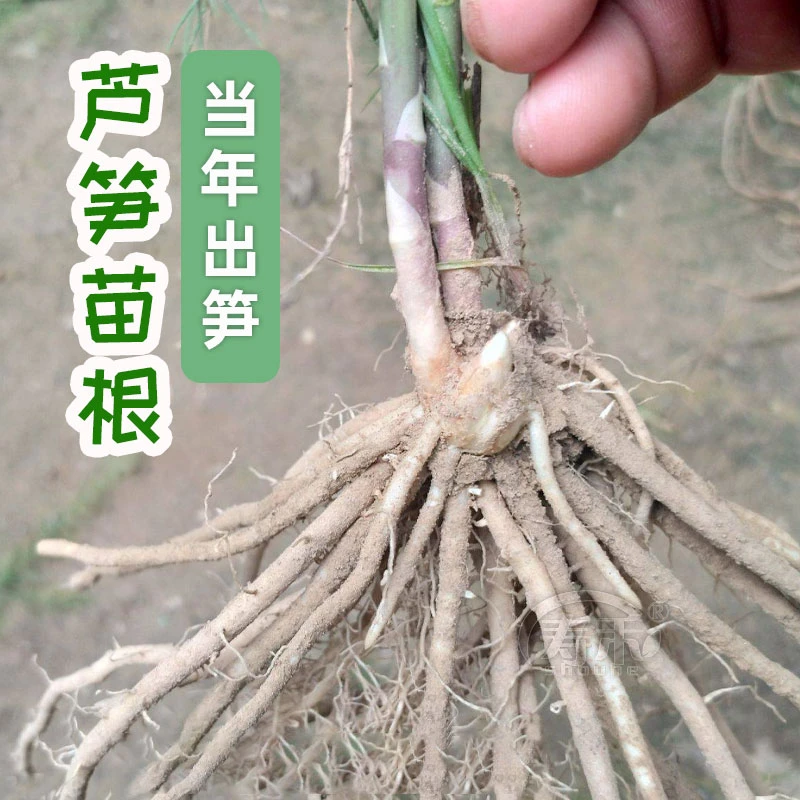 优质芦笋苗四季种植耐寒蔬菜苗根系高成活家庭食用蔬菜苗绿色