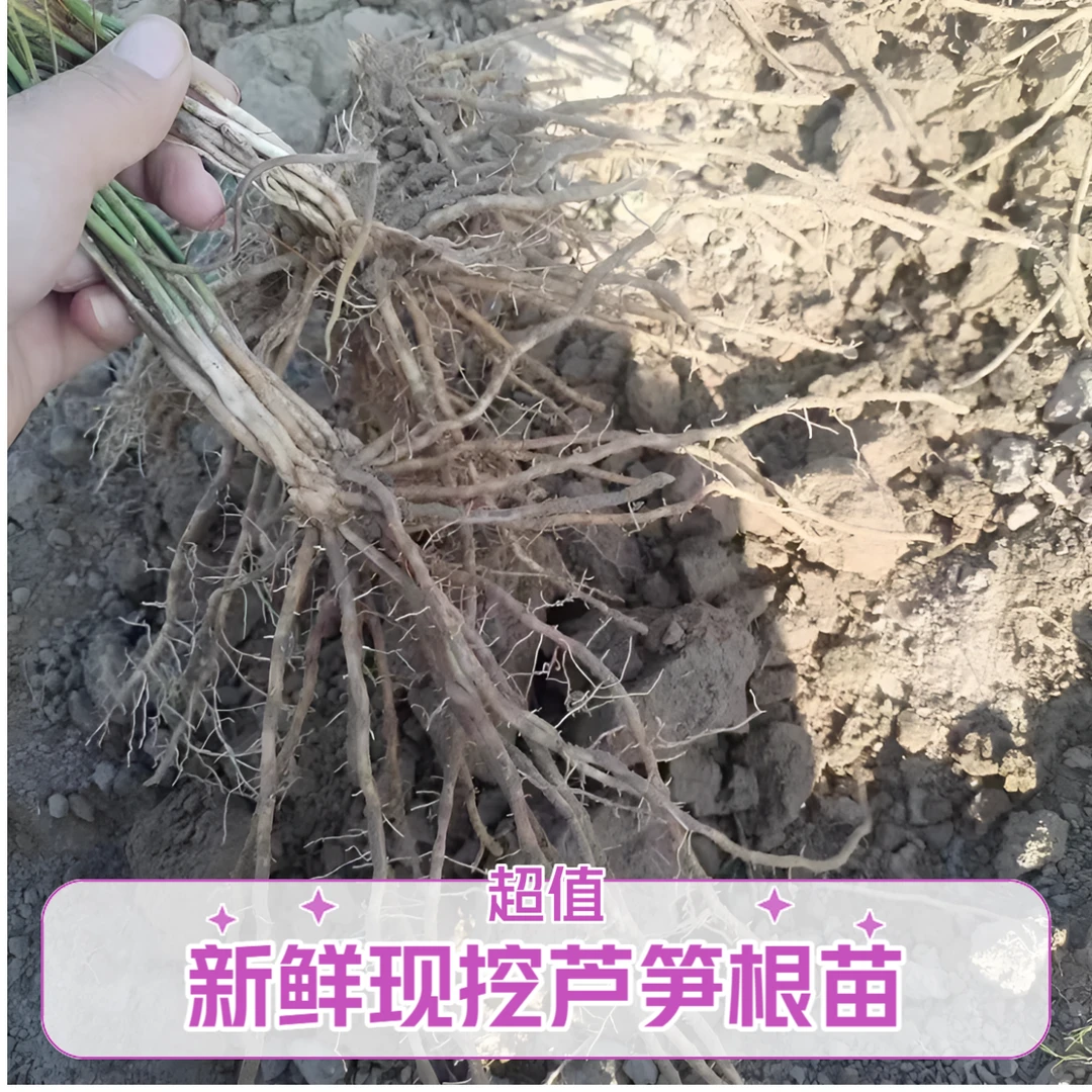 基地直发芦笋根苗芦笋苗食用蔬菜四季多年生绿植阳台盆栽种植