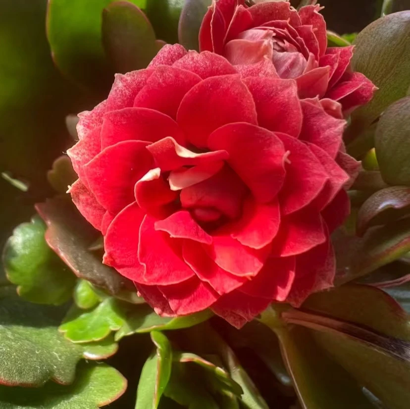 热情桑巴 室内盆栽开花植物80盆