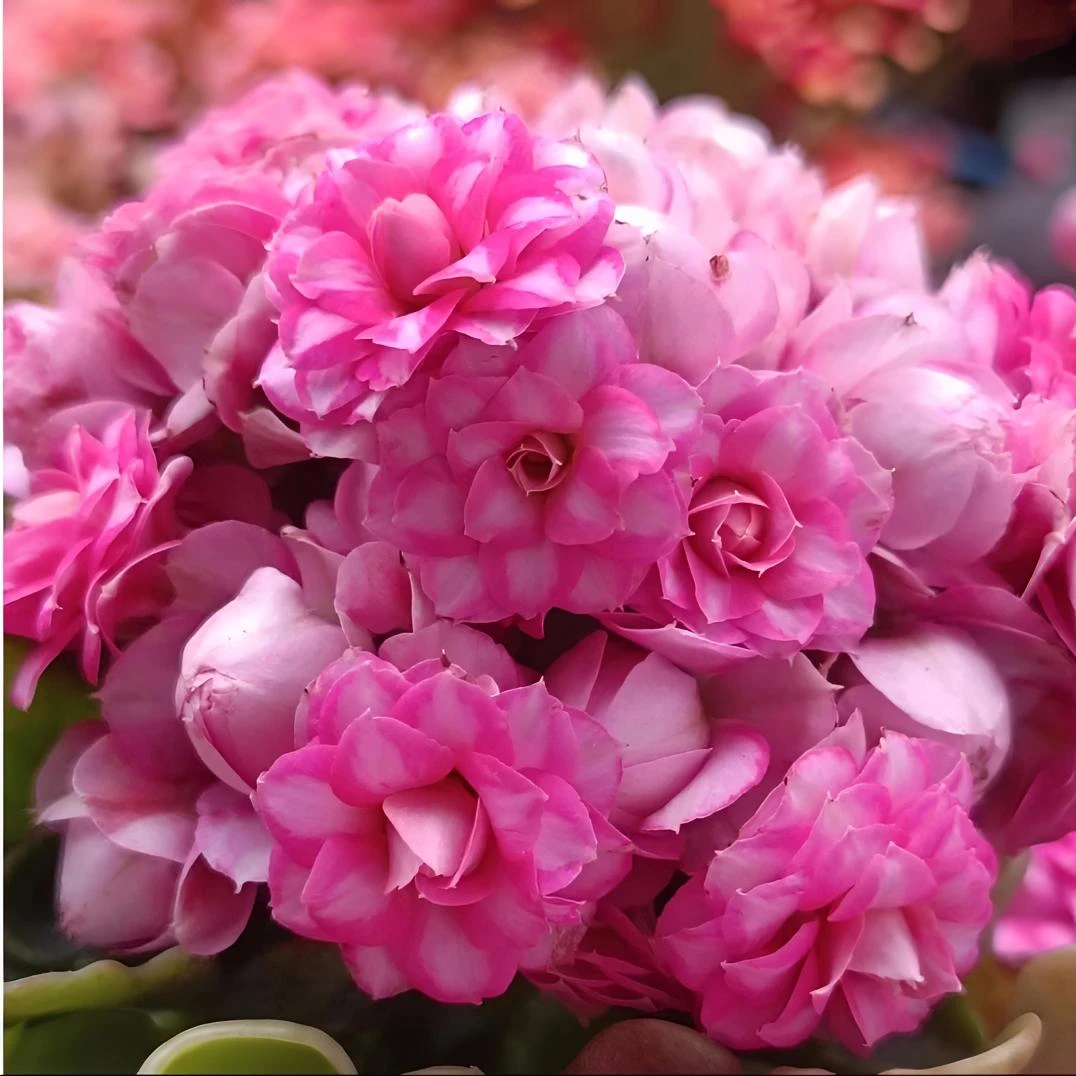 达科塔长寿9cm盆 带花苞发货