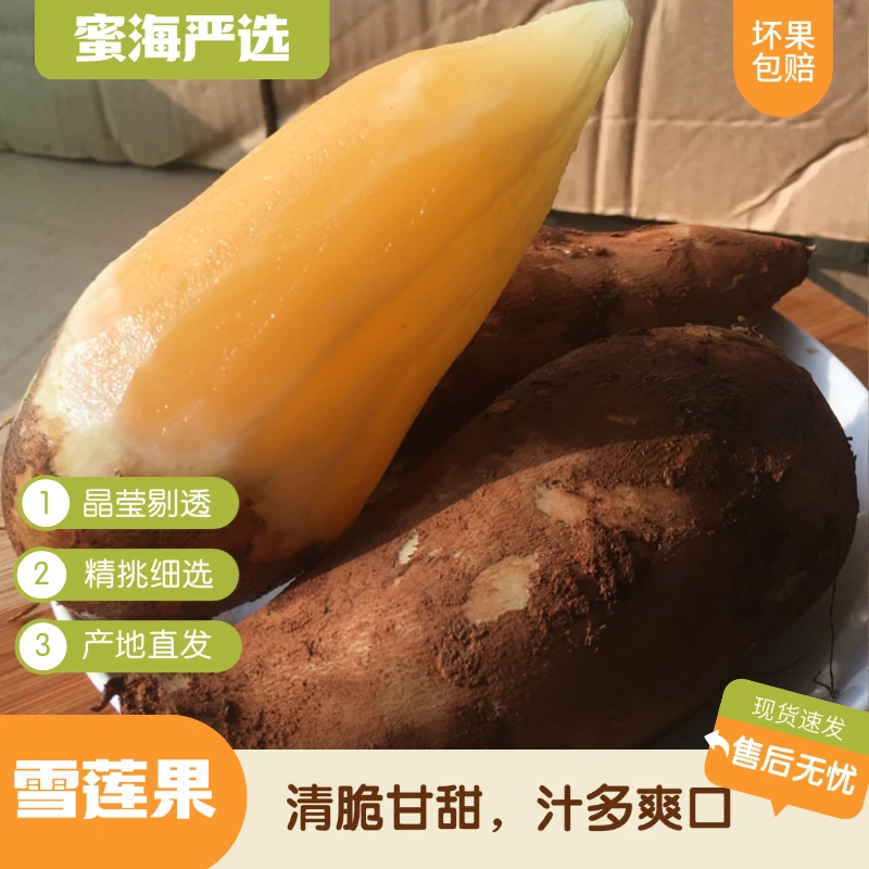 【蜜海严选】雪莲果3斤/5斤清脆甘甜汁多爽口产地直发