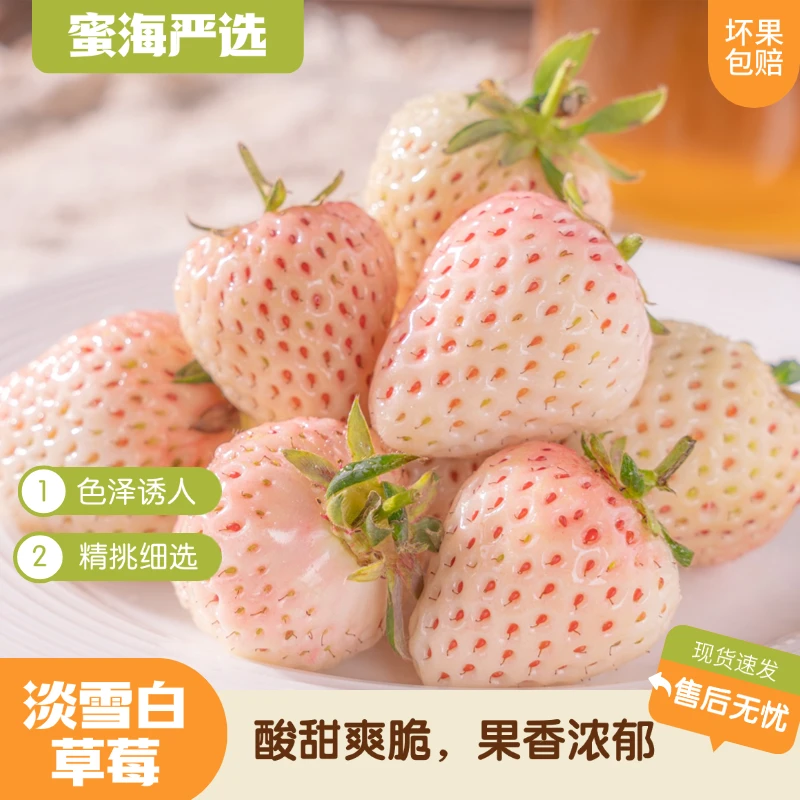 【蜜海严选】正宗山东淡雪白草莓1斤装/2斤装酸甜爽口现摘现发