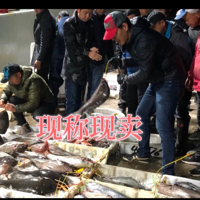 【A现称链接】宁波吕依凌海钓海鱼