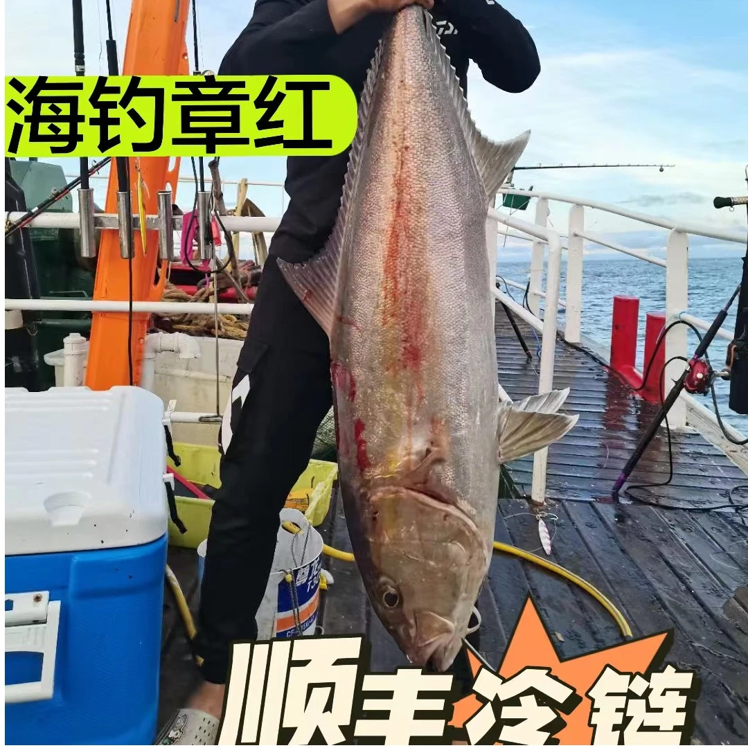 宁波深海海钓章红鱼刺身3斤~30斤